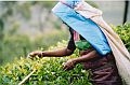 picking_tea_in_sri_lanka.jpg